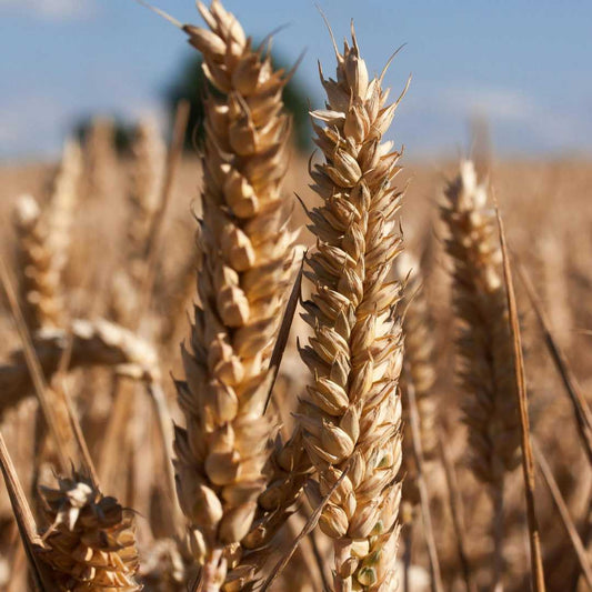 Le gluten, c’est quoi ? Et pourquoi l’éviter ?